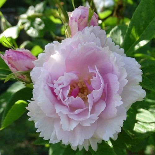 E-commerce, vendita, rose, in, vaso rose antiche - bianco - Rosa Fimbriata - rosa mediamente profumata - Morlet - ,-